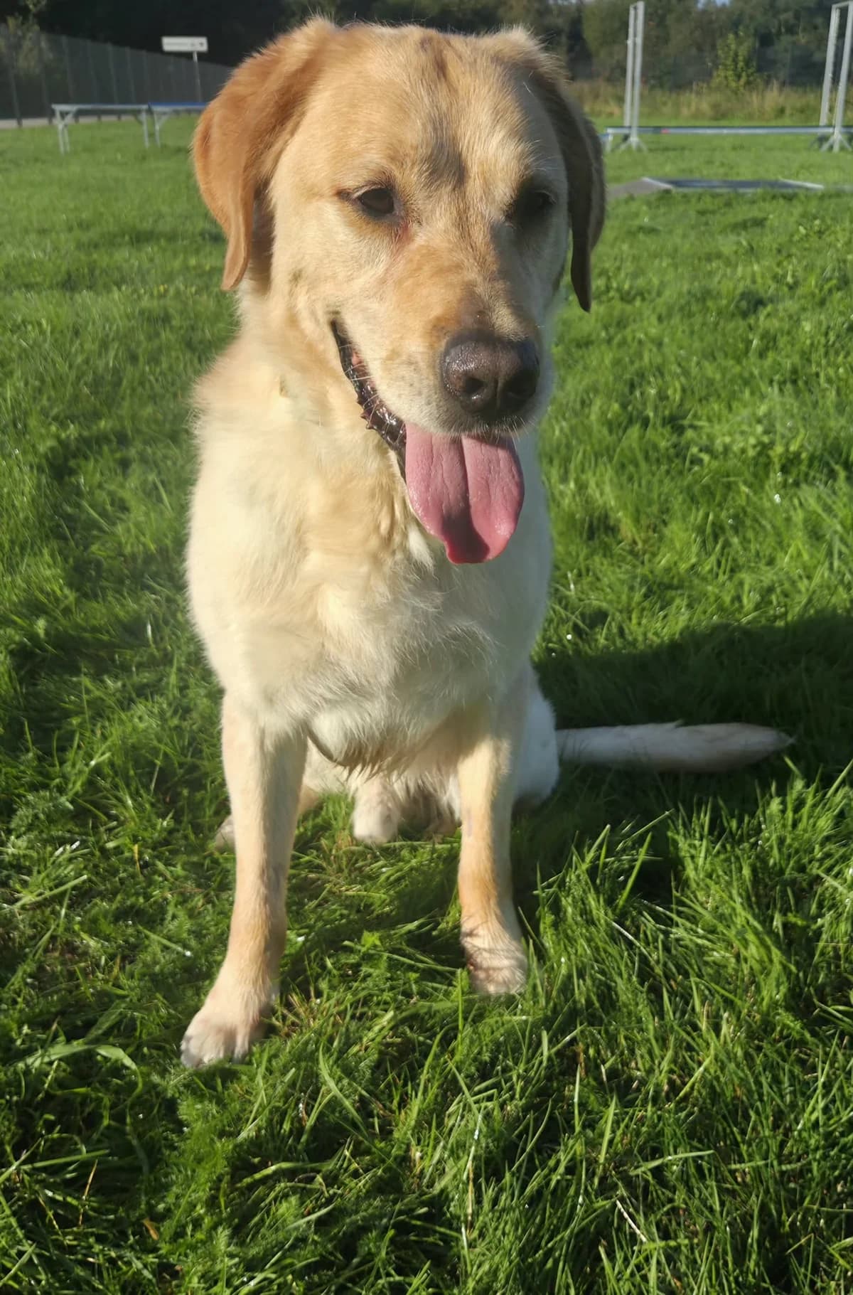 Emilio, male Mixed Breed for adoption at Tierschutzverein Bremerhaven, Bremerhaven
