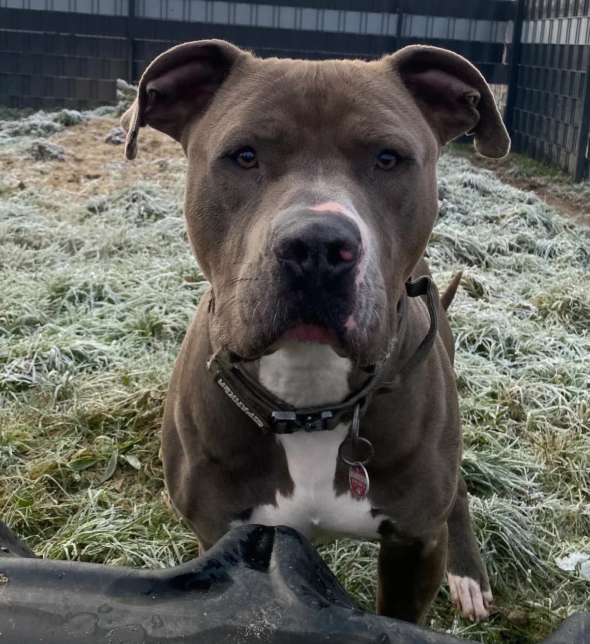 Herr Schneider, male Mixed Breed for adoption at Tierschutzverein Bremerhaven, Bremerhaven