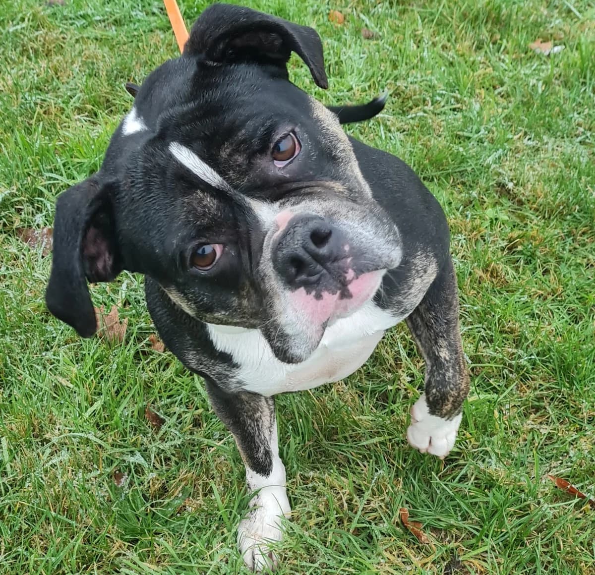 Hunter, male Mixed Breed for adoption at Tierschutzverein Bremerhaven, Bremerhaven