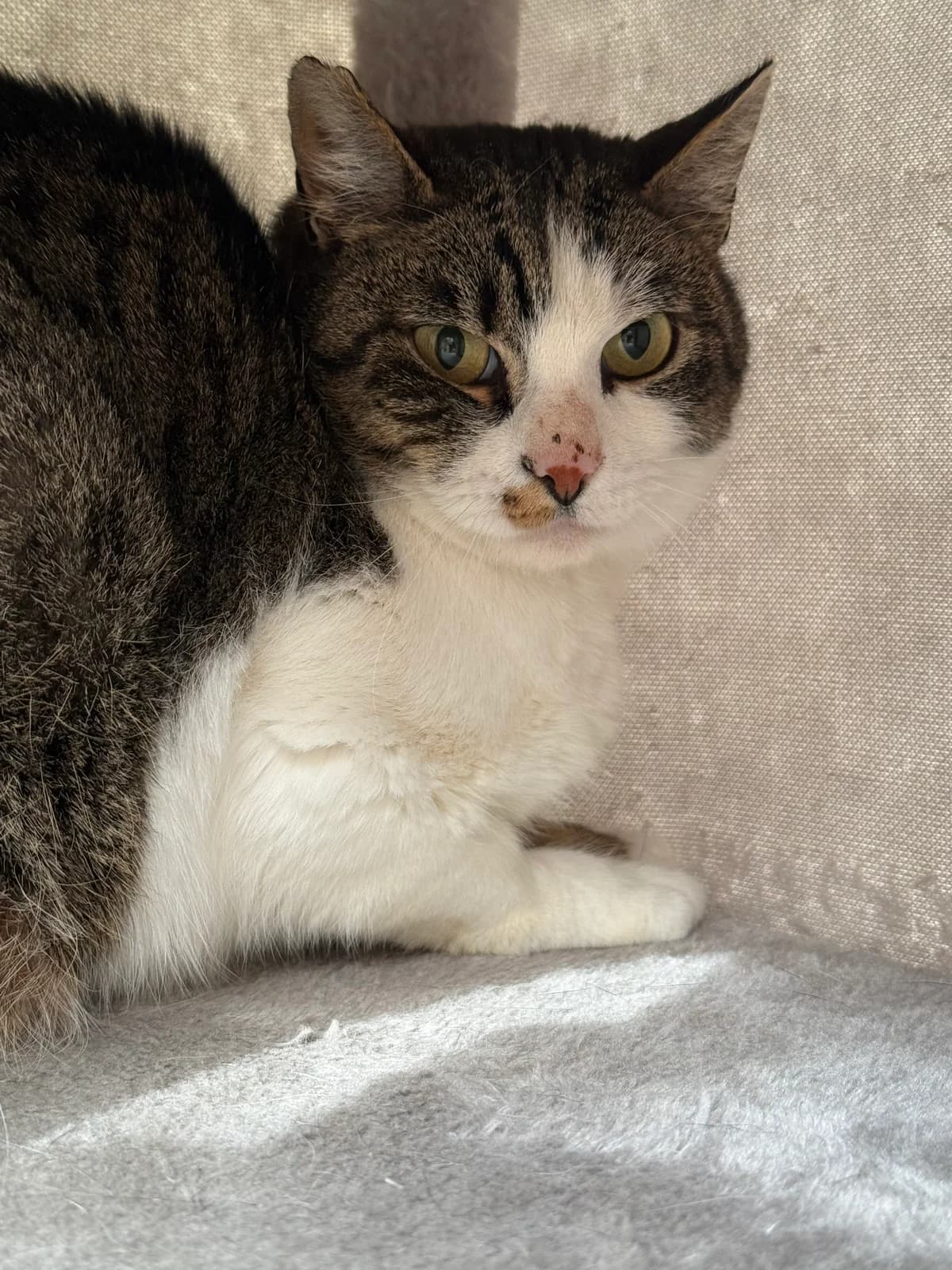 Berta, female senior European Shorthair for adoption at Tierheim Brilon