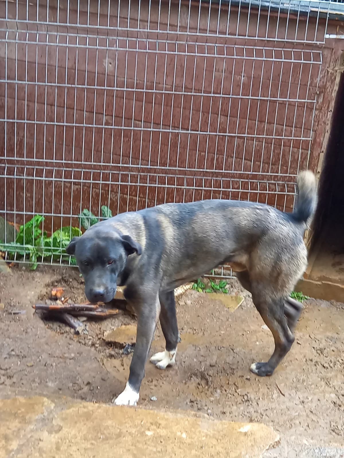 Diablo, male young Mixed Breed for adoption at Tierheim Brilon