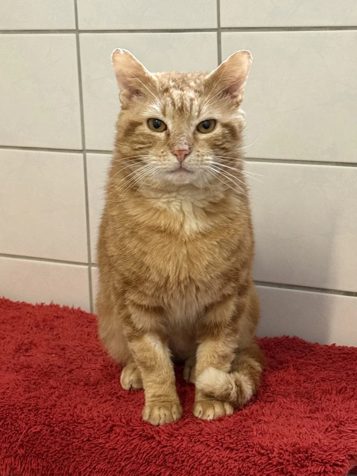 Frodo, male senior Mixed Breed for adoption at Tierheim Brilon