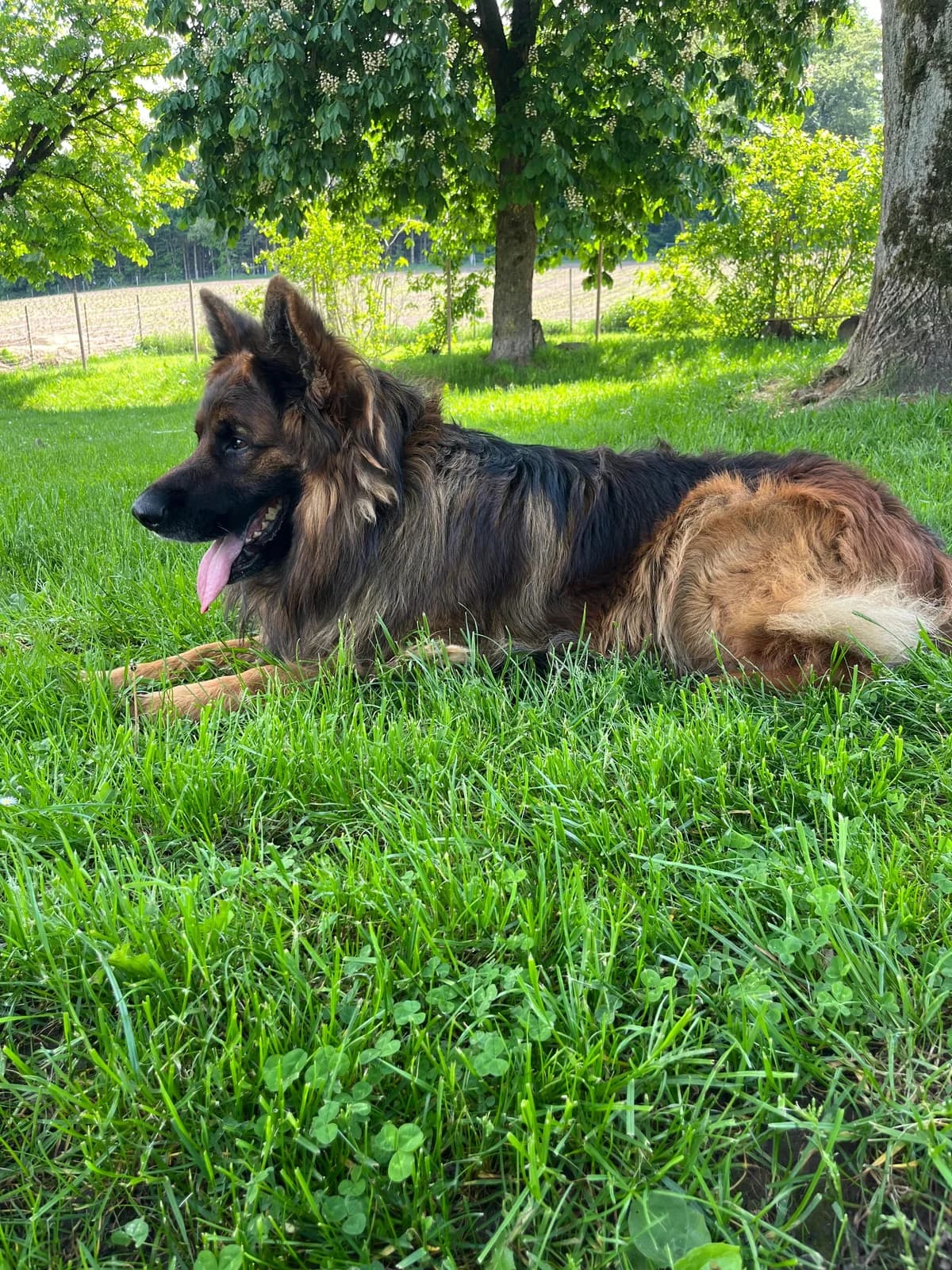 Hank, male 4yo Mixed Breed for adoption at Tierheim Brilon