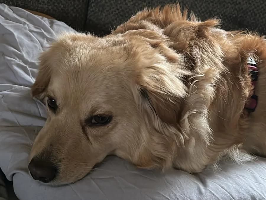 Lada, female 3yo Mixed Breed for adoption at Tierheim Brilon