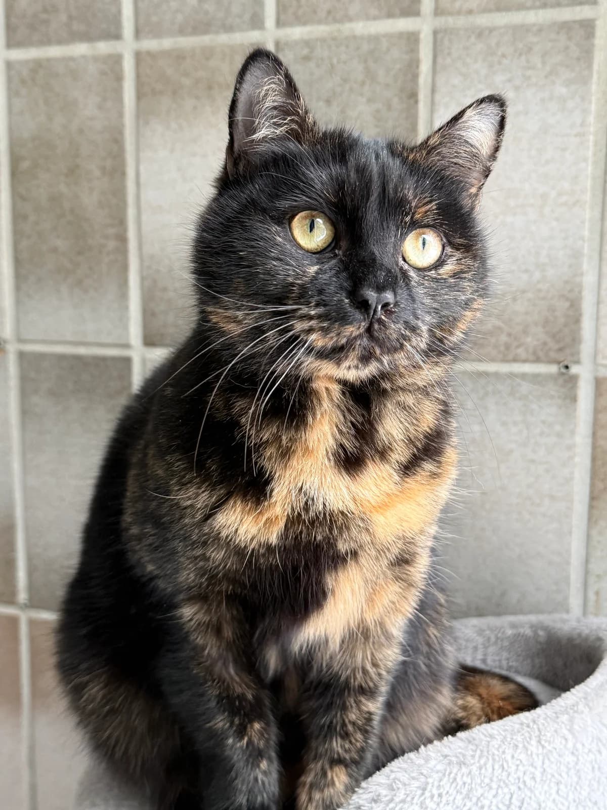 Nala, female senior European Shorthair for adoption at Tierheim Brilon