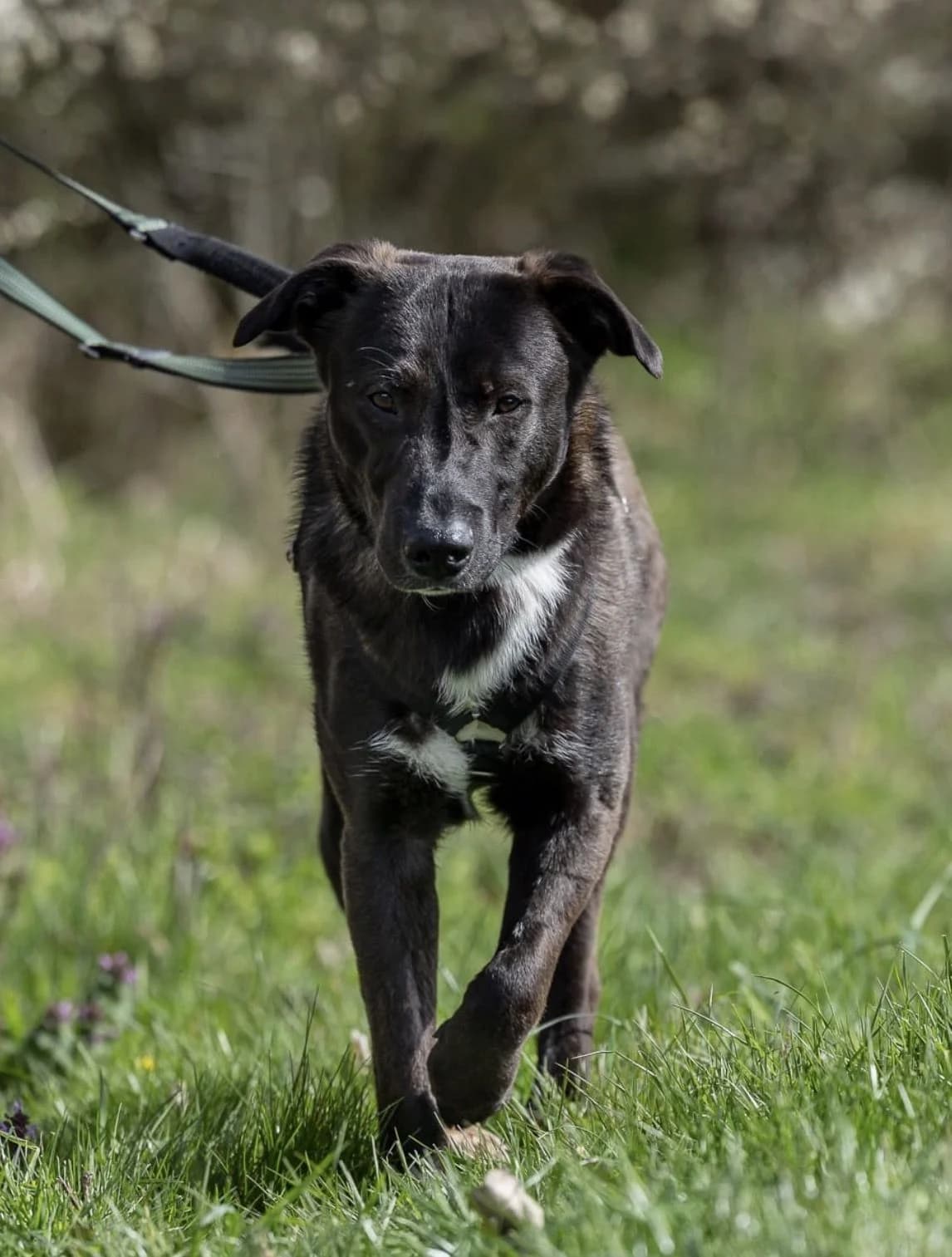Nero, male young Labrador Retriever for adoption at Tierheim Brilon