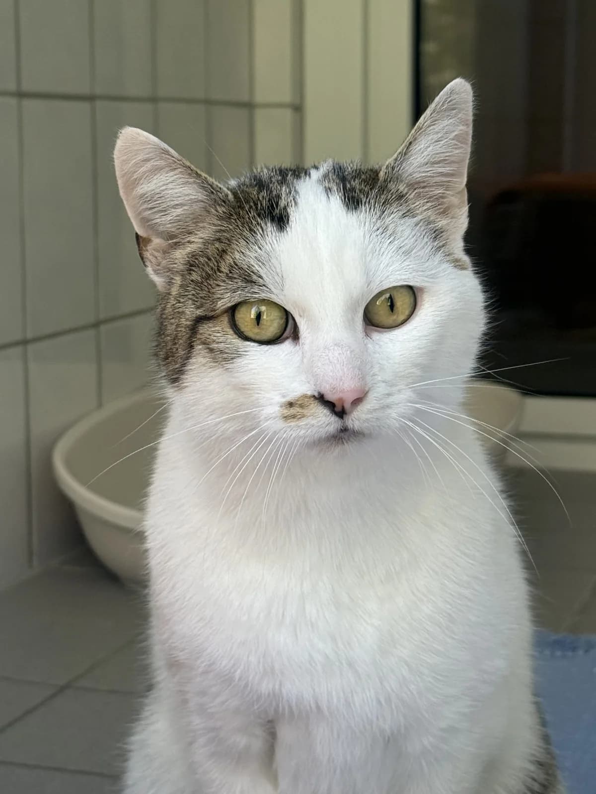 Paul, male senior European Shorthair for adoption at Tierheim Brilon