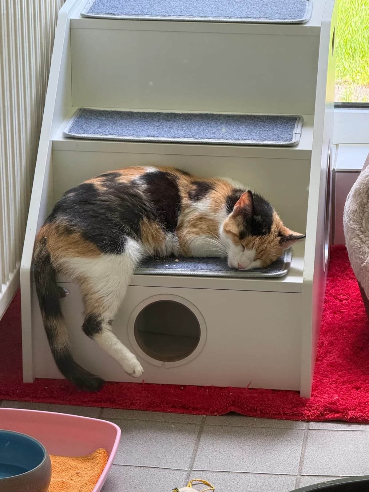 Paula, female senior European Shorthair for adoption at Tierheim Brilon