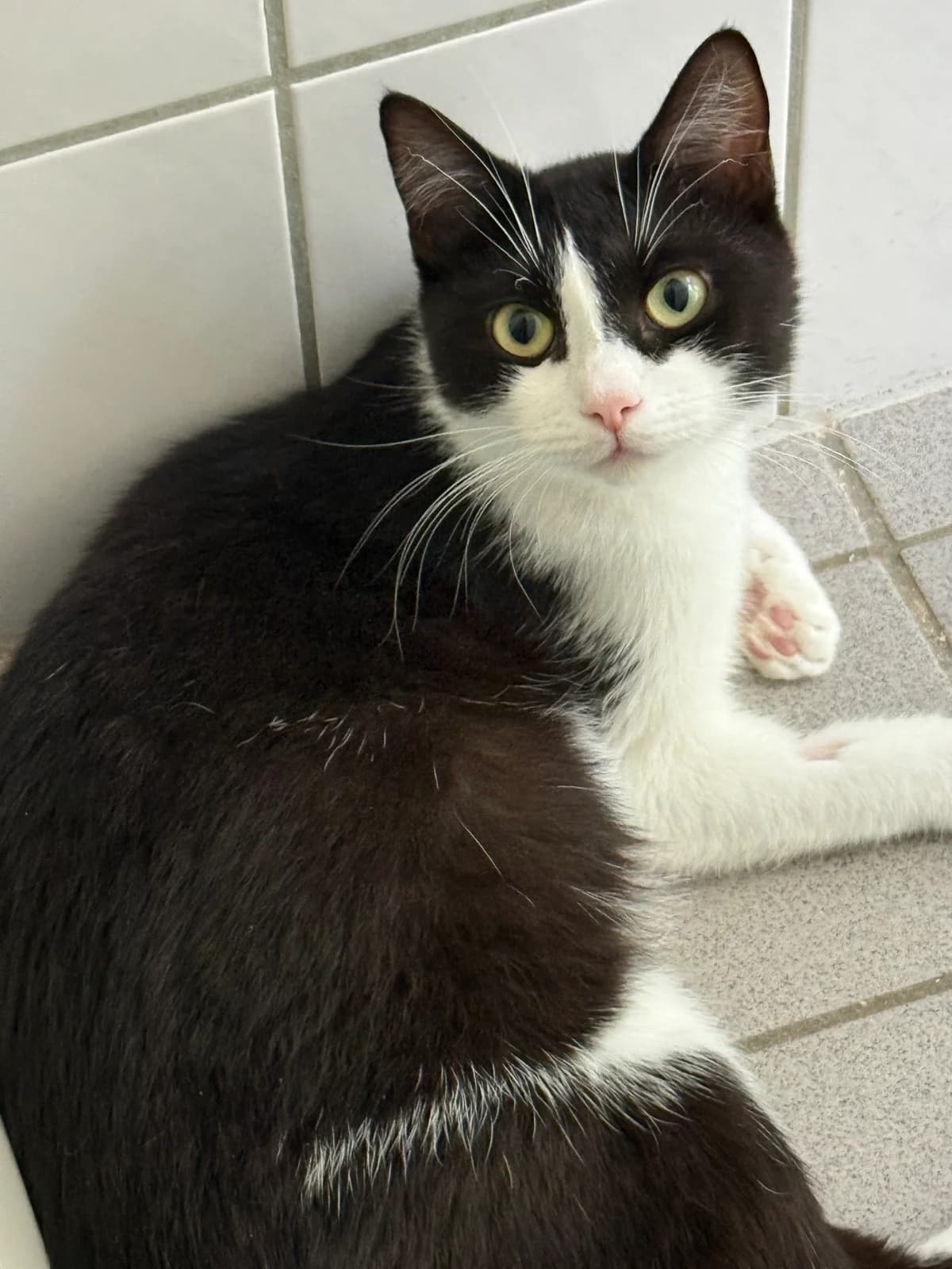 Pixie, female senior European Shorthair for adoption at Tierheim Brilon