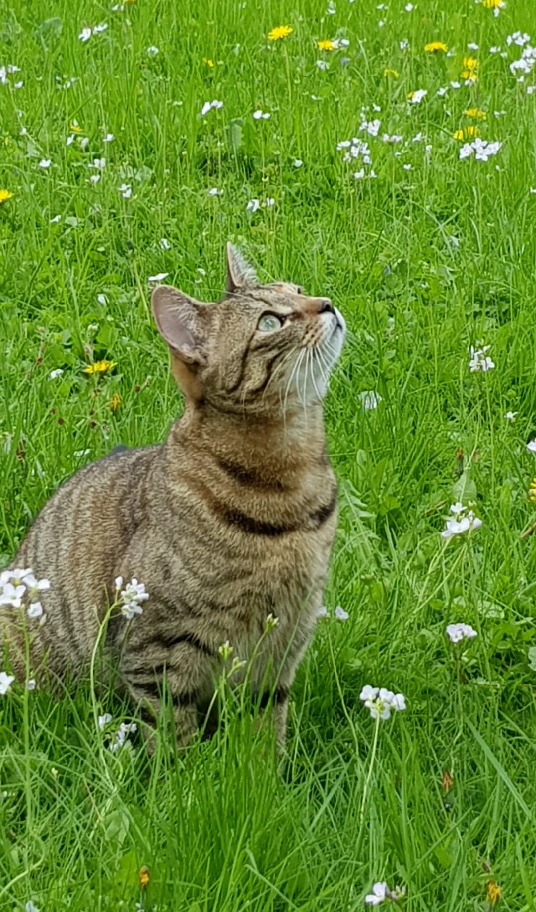 Ruby, female senior European Shorthair for adoption at Tierheim Brilon