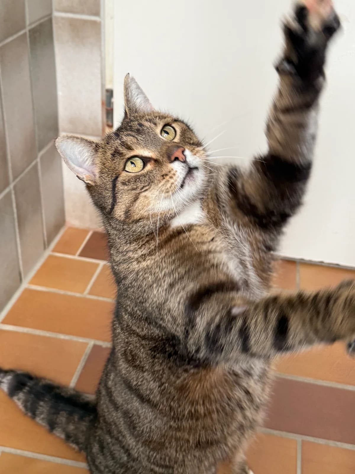 Ursel, female senior European Shorthair for adoption at Tierheim Brilon