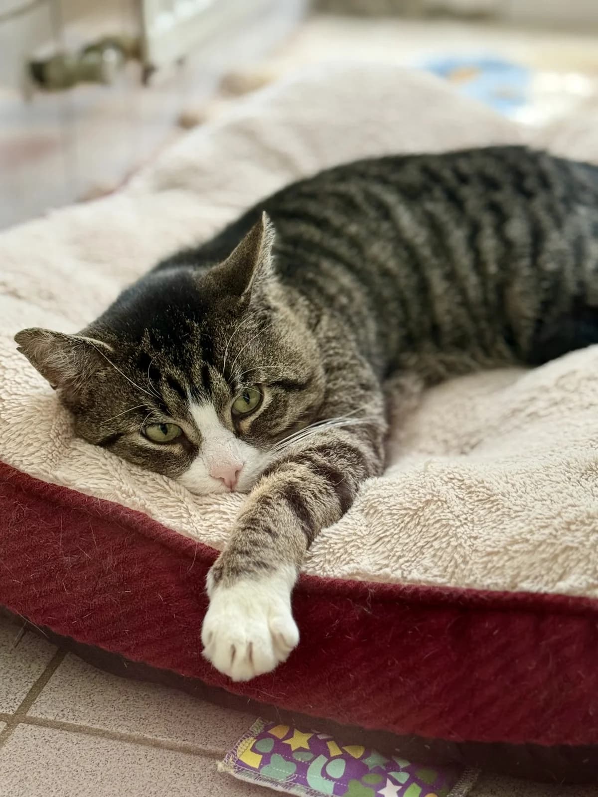 Willi, male senior European Shorthair for adoption at Tierheim Brilon