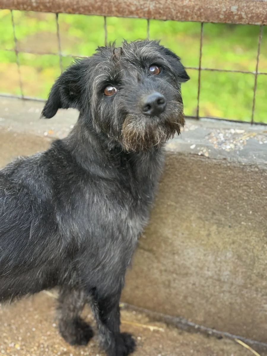 Yamira, female Mixed Breed for adoption at Tierheim Brilon