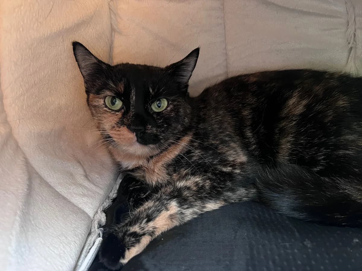Susi, Mixed Breed (Kočičí Útulna Sissi (Praha))