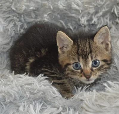 Alfred,  puppy Mixed Breed for adoption at Tierheim Chemnitz, Chemnitz