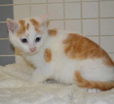 Alvaro,  puppy Mixed Breed for adoption at Tierheim Chemnitz, Chemnitz