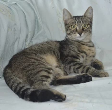 Bandy, male young Mixed Breed for adoption at Tierheim Chemnitz, Chemnitz