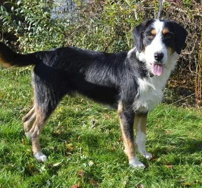 Ben, male young Mixed Breed for adoption at Tierheim Chemnitz, Chemnitz
