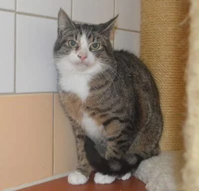 Bodo, young Mixed Breed for adoption at Tierheim Chemnitz, Chemnitz