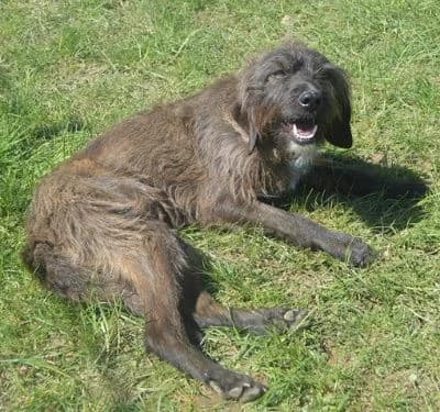 Bridget, female 5yo Mixed Breed for adoption at Tierheim Chemnitz, Chemnitz