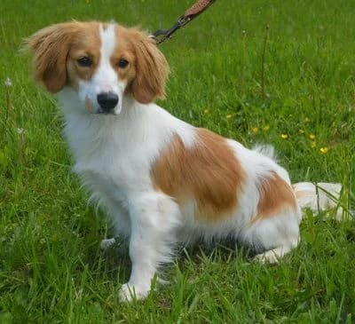 Buffi, female puppy Mixed Breed for adoption at Tierheim Chemnitz, Chemnitz