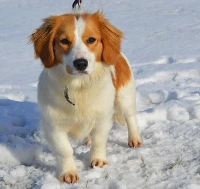 Buffy,  puppy Mixed Breed for adoption at Tierheim Chemnitz, Chemnitz