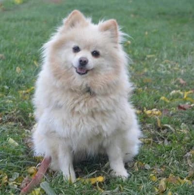 Dalene, female 3yo Pomeranian for adoption at Tierheim Chemnitz, Chemnitz