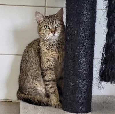 Daria,  Mixed Breed for adoption at Tierheim Chemnitz, Chemnitz