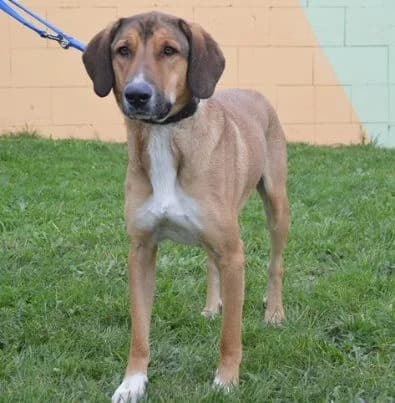 Filip,  3yo Mixed Breed for adoption at Tierheim Chemnitz, Chemnitz