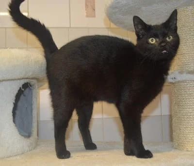 Filis, male young Mixed Breed for adoption at Tierheim Chemnitz, Chemnitz
