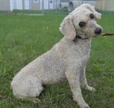 Fluffy Notfellchen (Paten gesucht!), female puppy Mixed Breed for adoption at Tierheim Chemnitz, Chemnitz