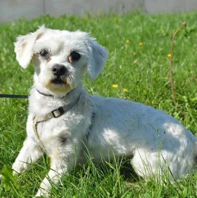 Ivory, female senior Mixed Breed for adoption at Tierheim Chemnitz, Chemnitz