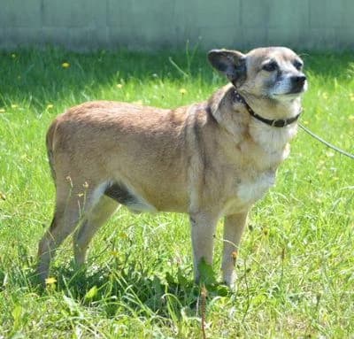 Jojo, male Mixed Breed for adoption at Tierheim Chemnitz, Chemnitz