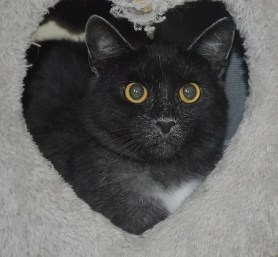 Juliette,  young Mixed Breed for adoption at Tierheim Chemnitz, Chemnitz