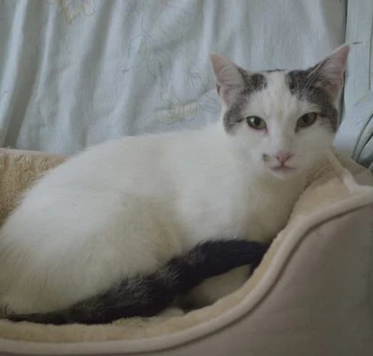 Leila, female young Mixed Breed for adoption at Tierheim Chemnitz, Chemnitz