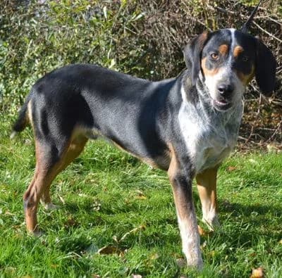 Luis,  young Mixed Breed for adoption at Tierheim Chemnitz, Chemnitz