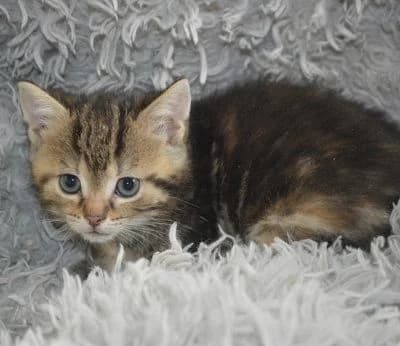 Mara,  puppy Mixed Breed for adoption at Tierheim Chemnitz, Chemnitz