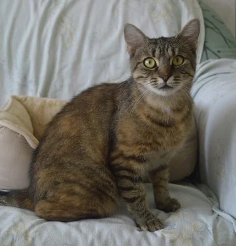 Marlene, female young Mixed Breed for adoption at Tierheim Chemnitz, Chemnitz