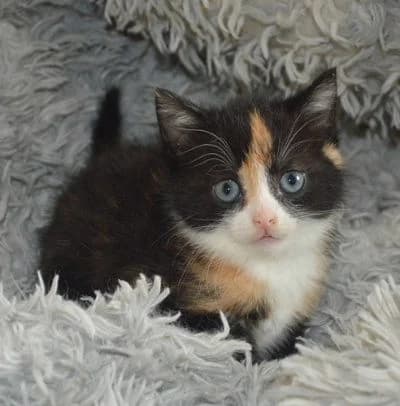 Minou,  puppy Mixed Breed for adoption at Tierheim Chemnitz, Chemnitz