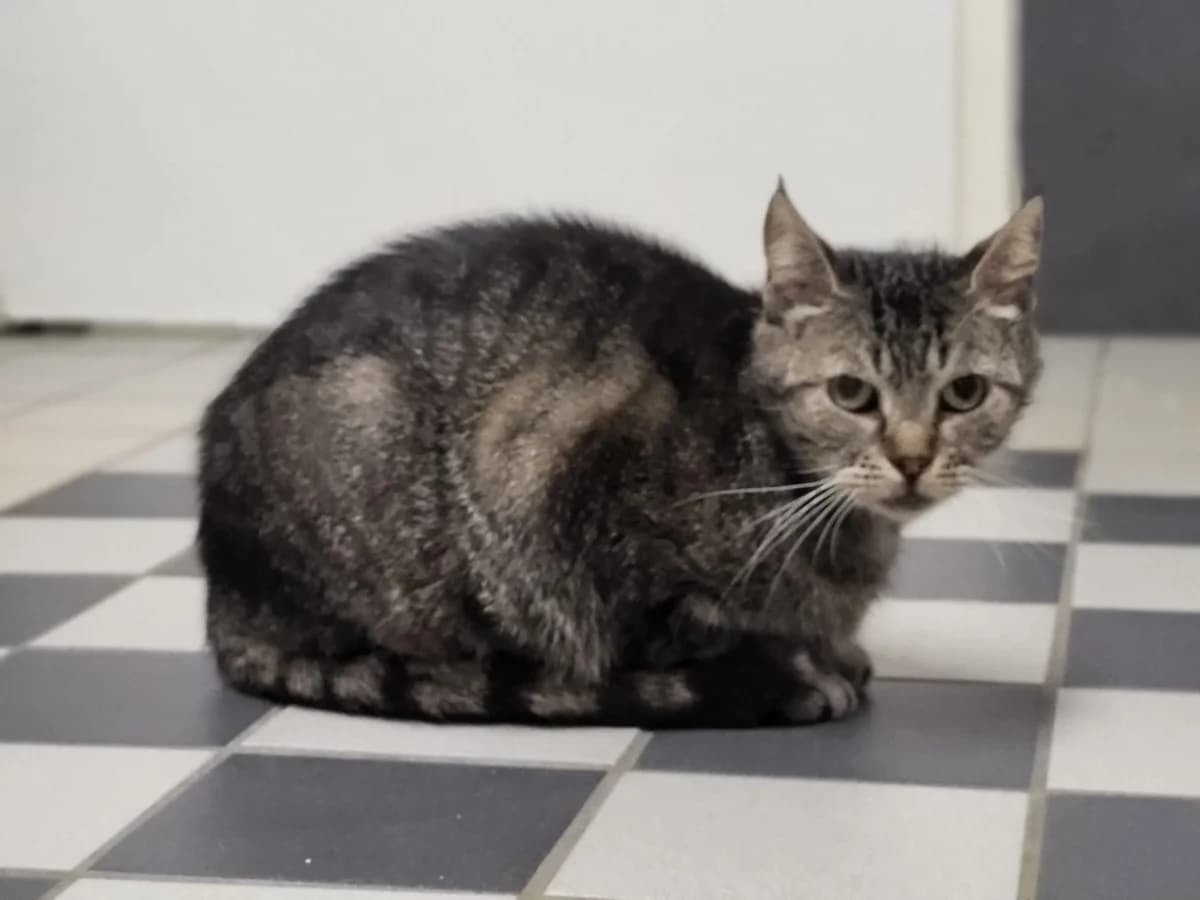 Mona, grau  senior Mixed Breed for adoption at Tierheim Chemnitz, Chemnitz