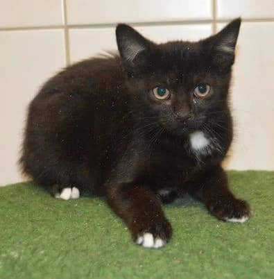 Papaya,  Mixed Breed for adoption at Tierheim Chemnitz, Chemnitz