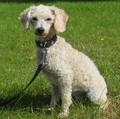 Priscila, female senior Mixed Breed for adoption at Tierheim Chemnitz, Chemnitz