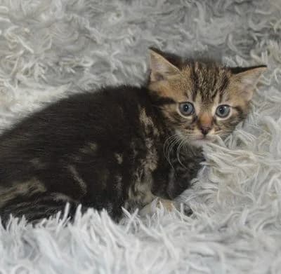 Rene,  puppy Mixed Breed for adoption at Tierheim Chemnitz, Chemnitz