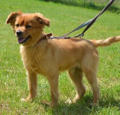 Rischo,  young Mixed Breed for adoption at Tierheim Chemnitz, Chemnitz