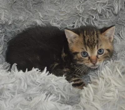 Rolli,  puppy Mixed Breed for adoption at Tierheim Chemnitz, Chemnitz