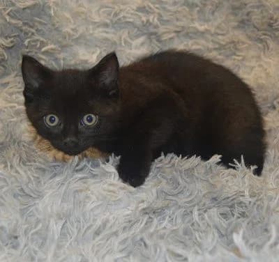 Speedy,  puppy Mixed Breed for adoption at Tierheim Chemnitz, Chemnitz
