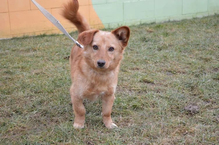 Svonky, female young Mixed Breed for adoption at Tierheim Chemnitz, Chemnitz
