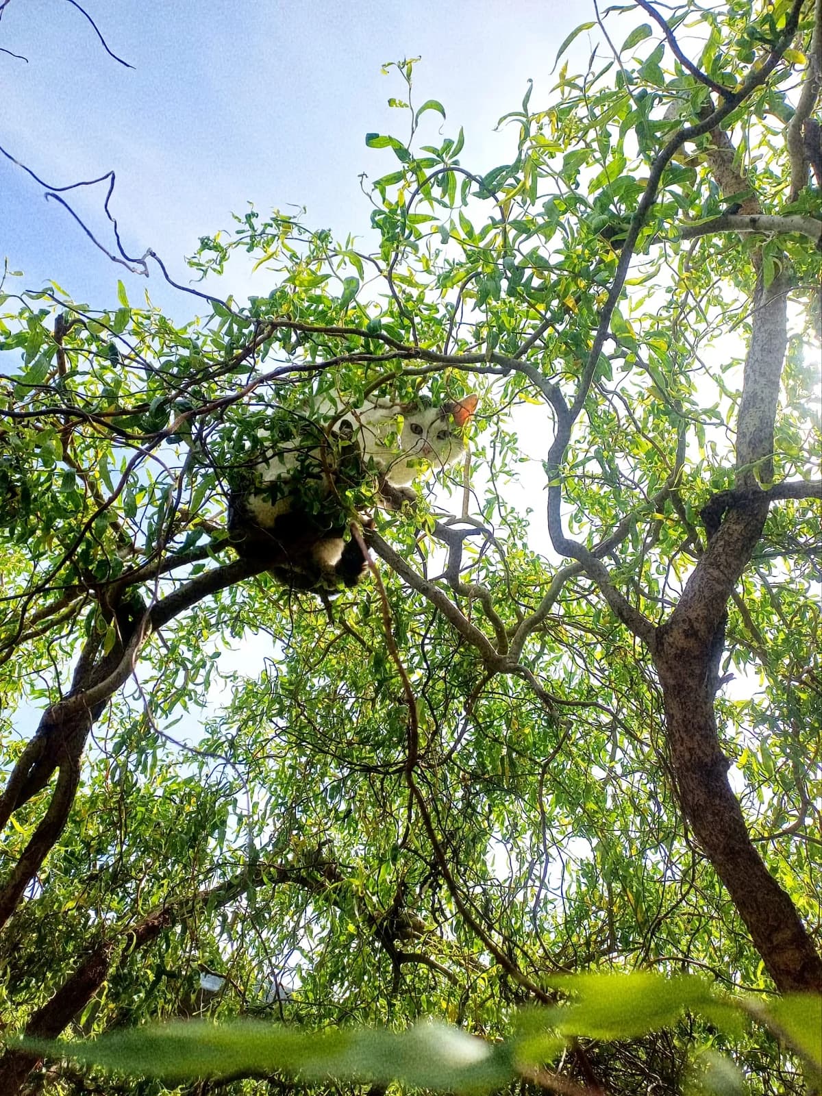 Dennis, male European Shorthair for adoption at Cottbus