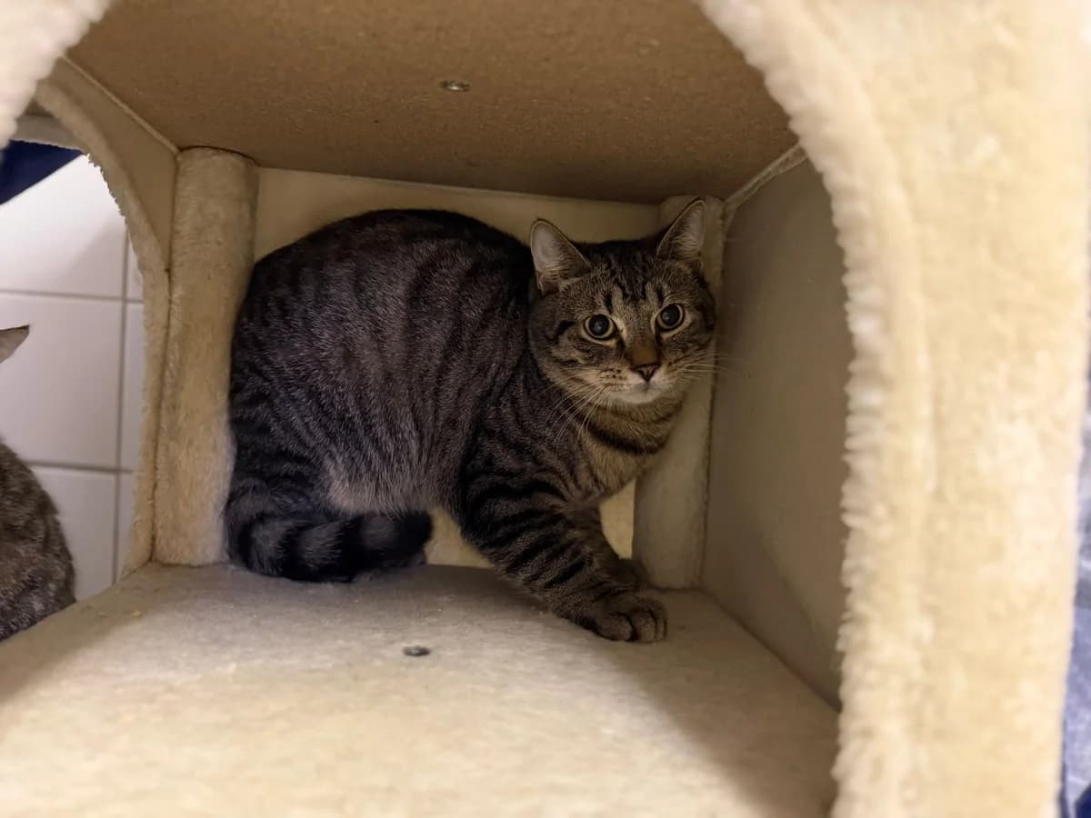 Äffchen, male European Shorthair for adoption at Cottbus