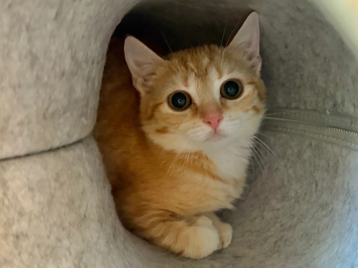 Ahri, female European Shorthair for adoption at Tierheim Cottbus, Cottbus